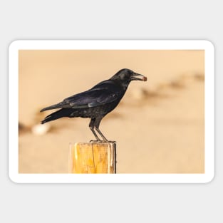 American Crow Sticker